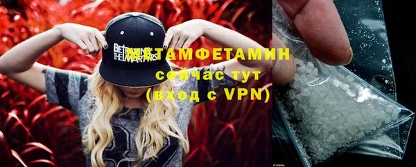 сатива Новозыбков