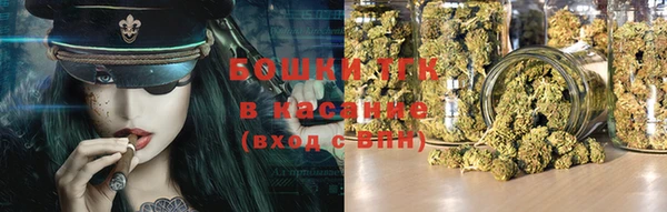 сатива Новозыбков